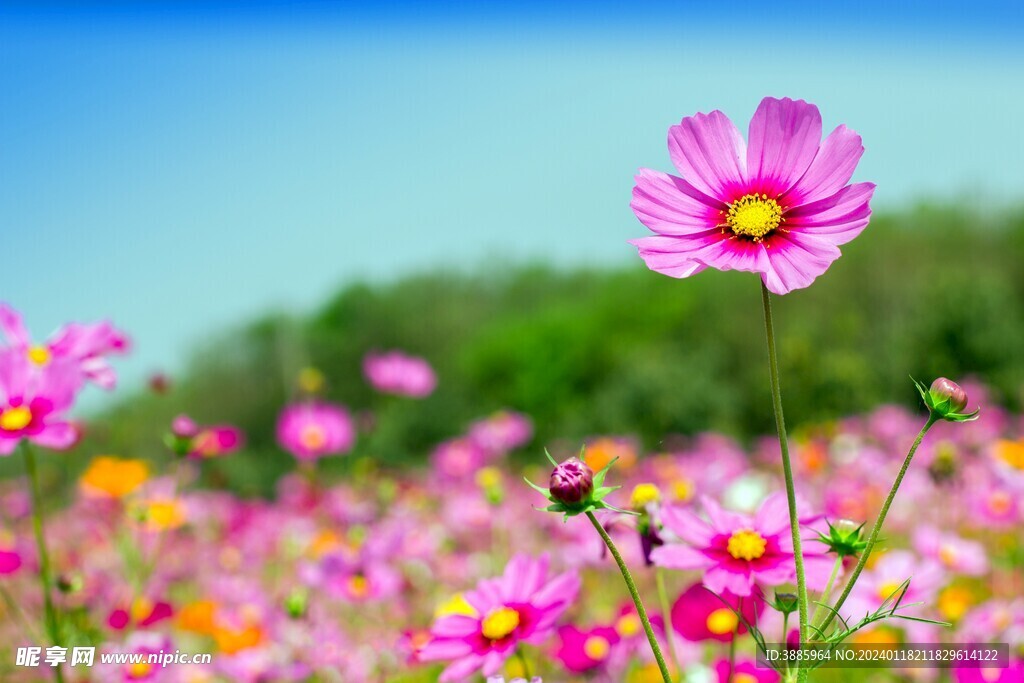 草原的花图片