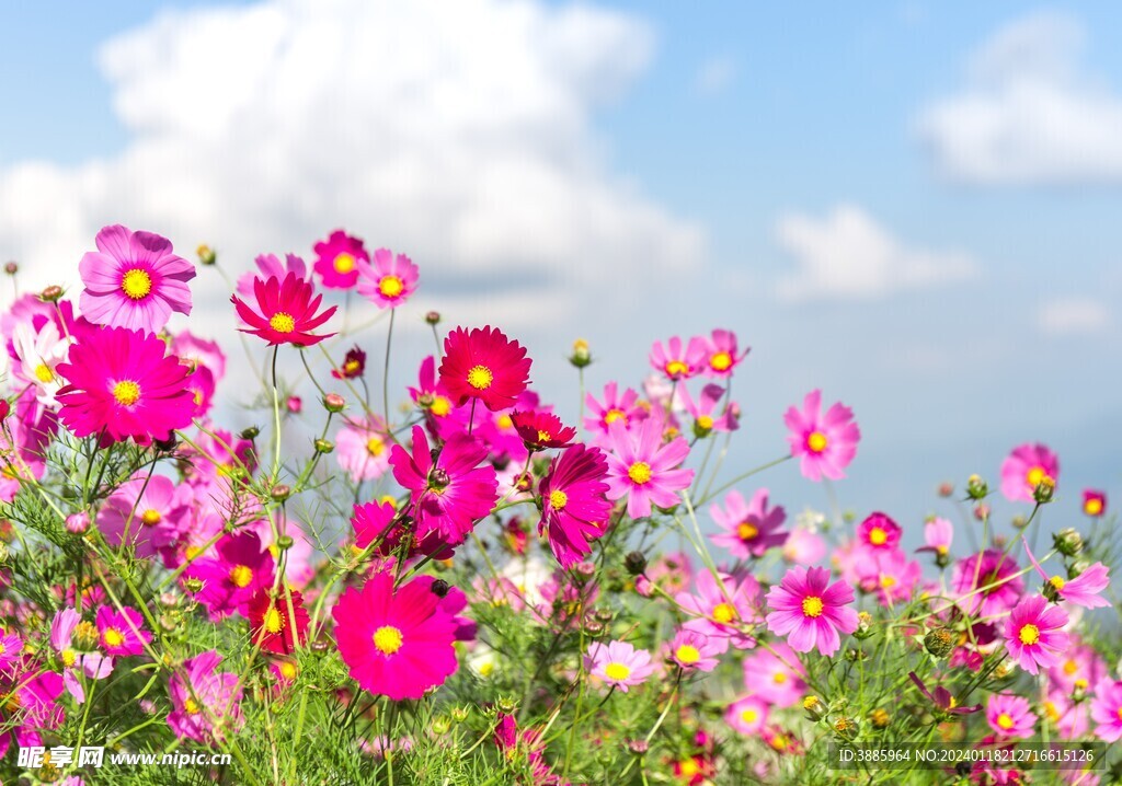 草原的花图片