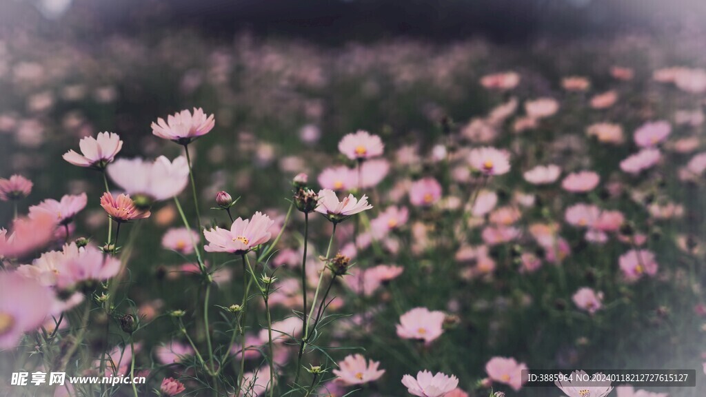 草原的花图片