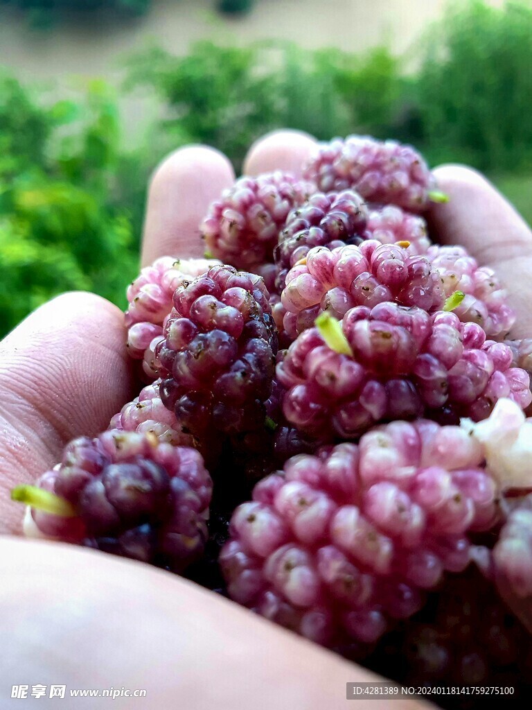 桑葚果实