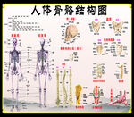 人体骨骼挂图