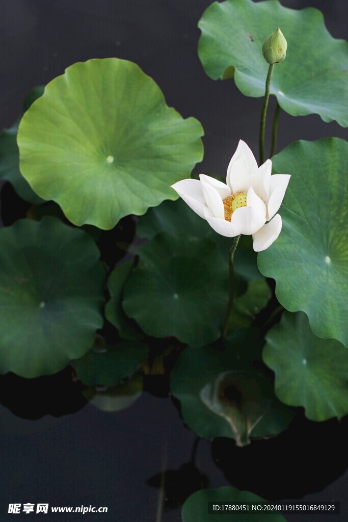 荷花