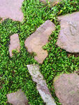 石头缝里的苔藓