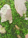 石头间的苔藓