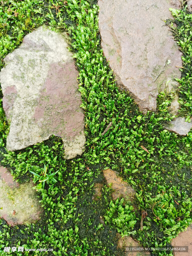 石头间的苔藓