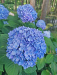 蓝色绣球花