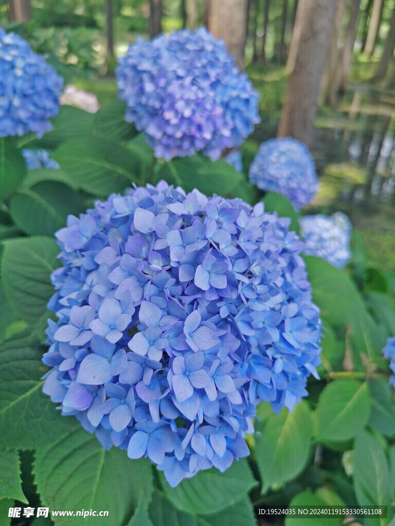 蓝色绣球花