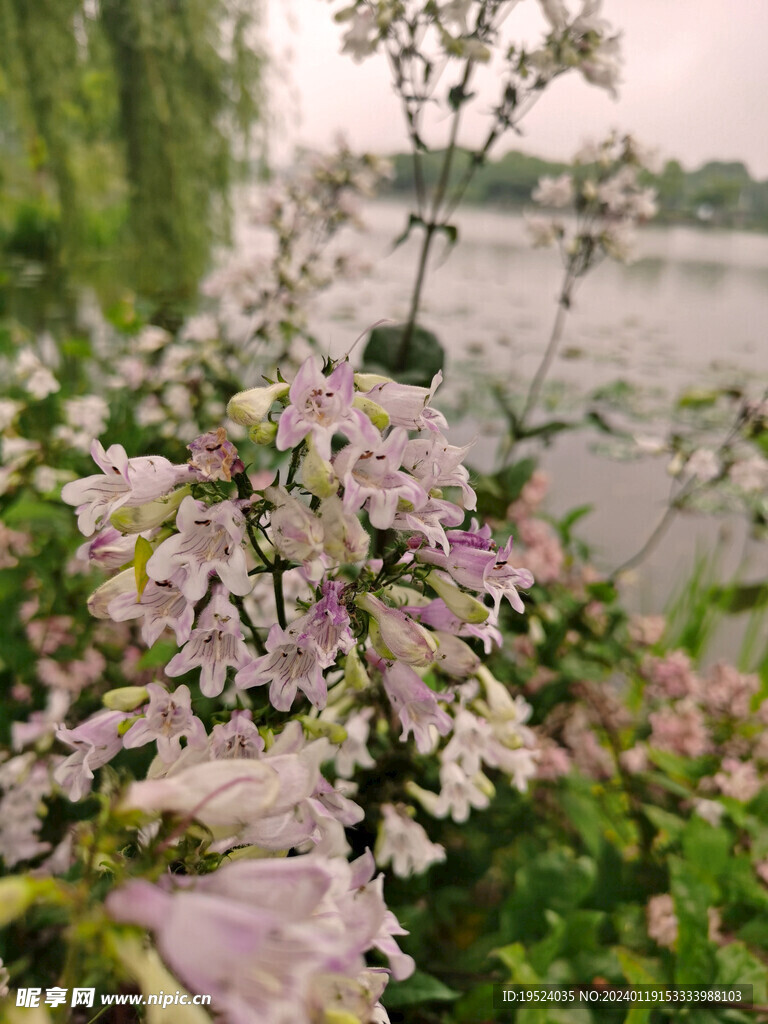 湖边的钓钟柳花