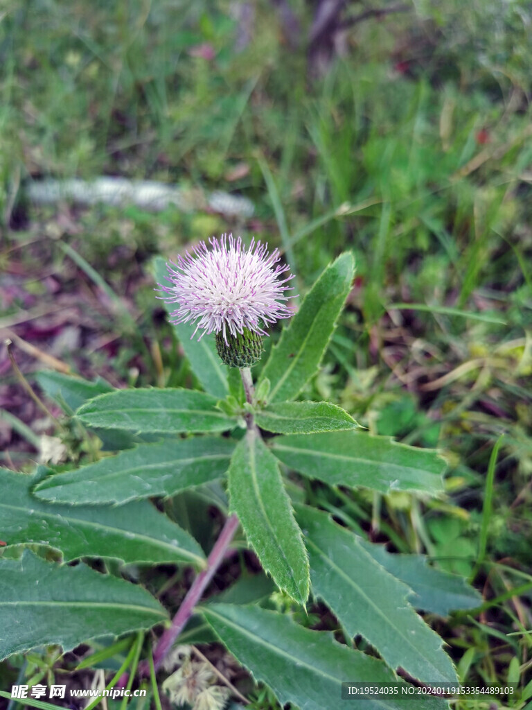 刺菜花