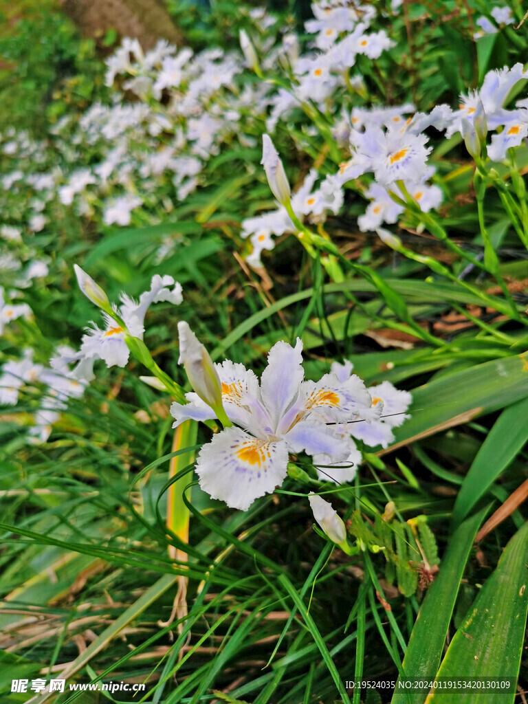 白色鸢尾花