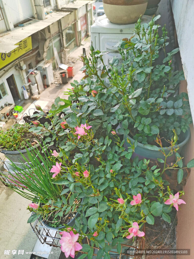 阳台绿植