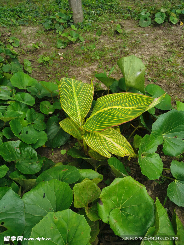 花叶芭蕉