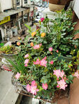 阳台开花植物