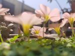 阳光下的酢浆草花