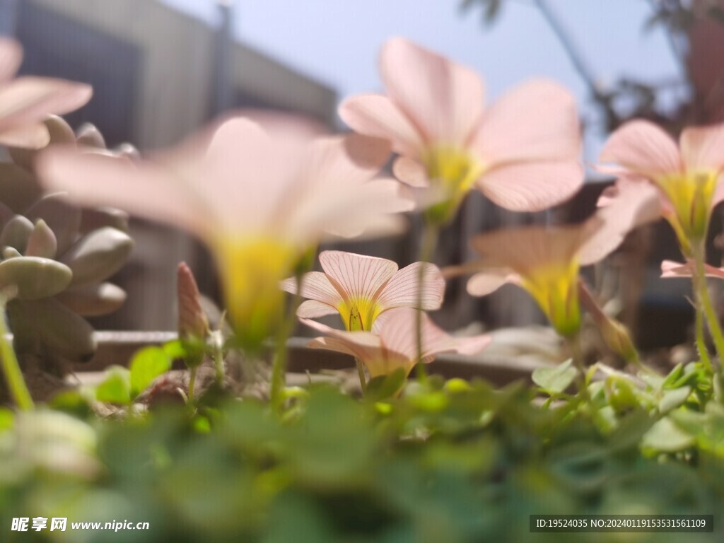 阳光下的酢浆草花