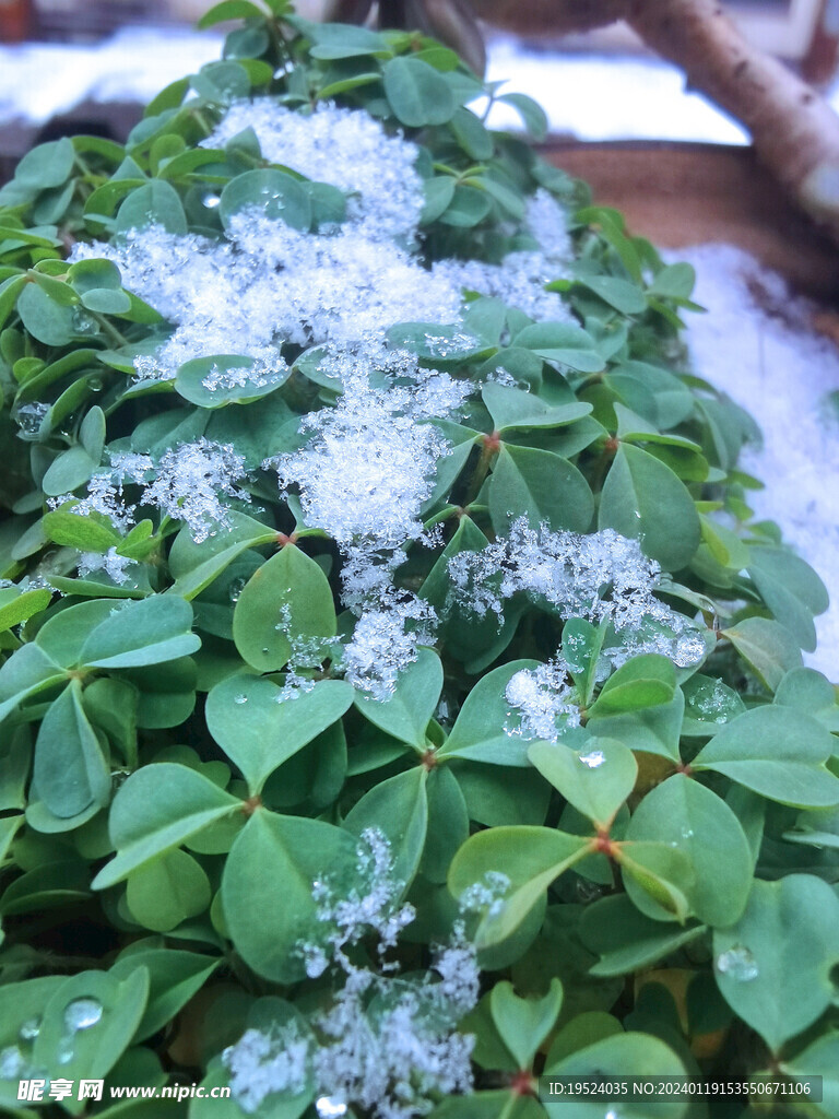 雪压酢浆草