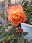 肉粉月季花