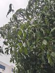 寒冰树 冰桂树