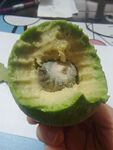 吃牛油果