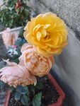月季花