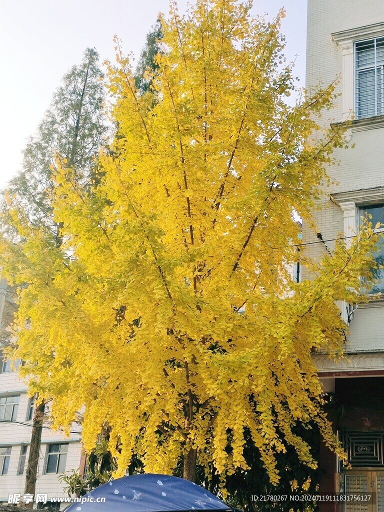 银杏树