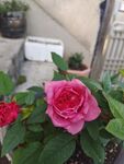 月季花开
