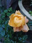 花鲜花