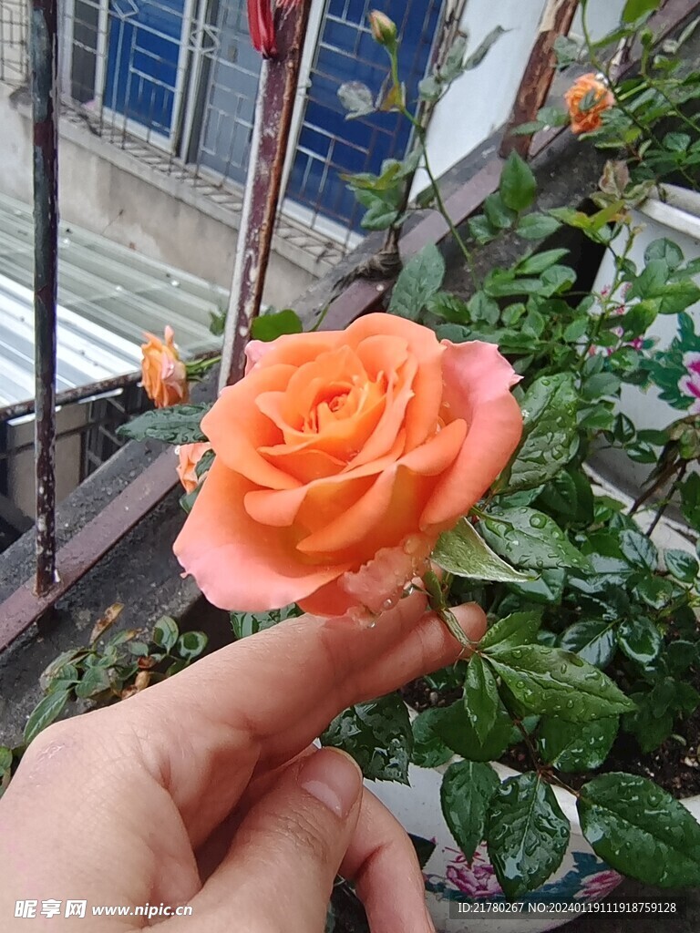 月季花