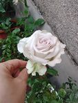 白玫瑰花
