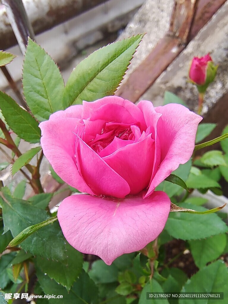 月季