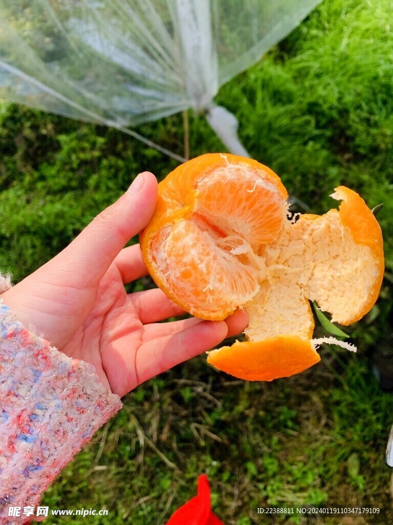 剥开的椪柑