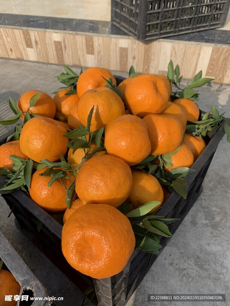 阳光下的椪柑