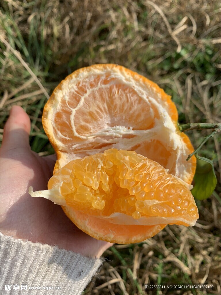 耙耙柑 颗粒分明