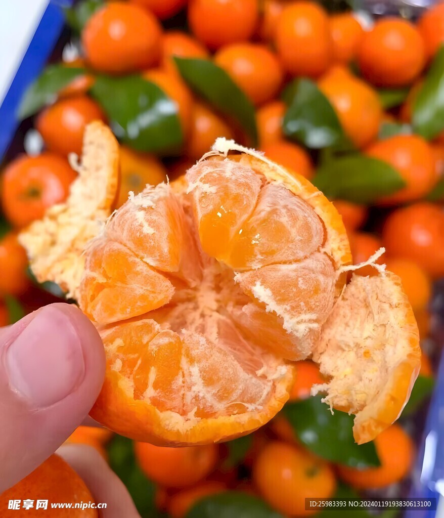 柑橘