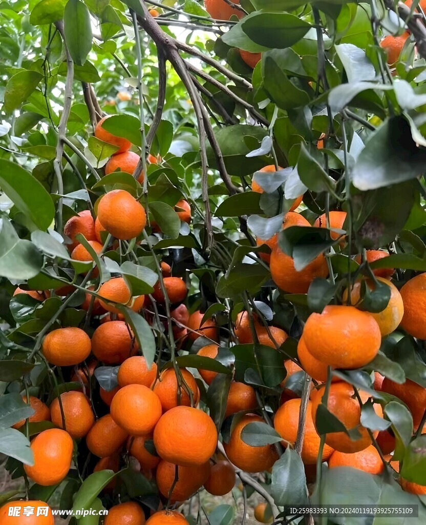 柑橘栽培