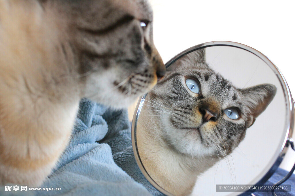 猫图片