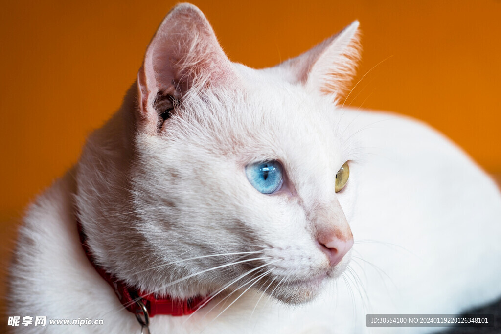 猫图片