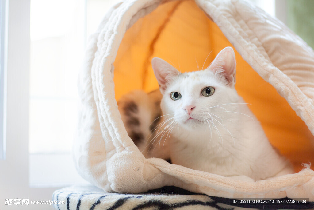 猫图片