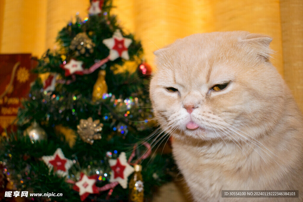 猫图片