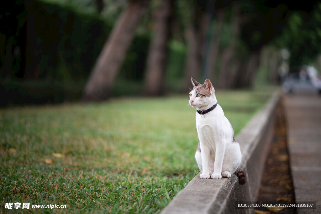 猫图片