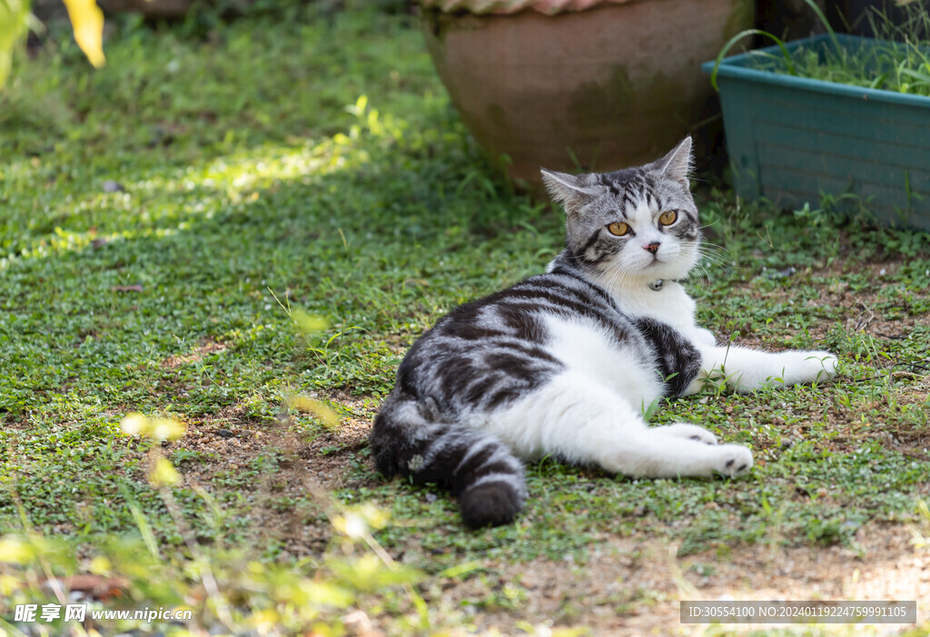 猫图片