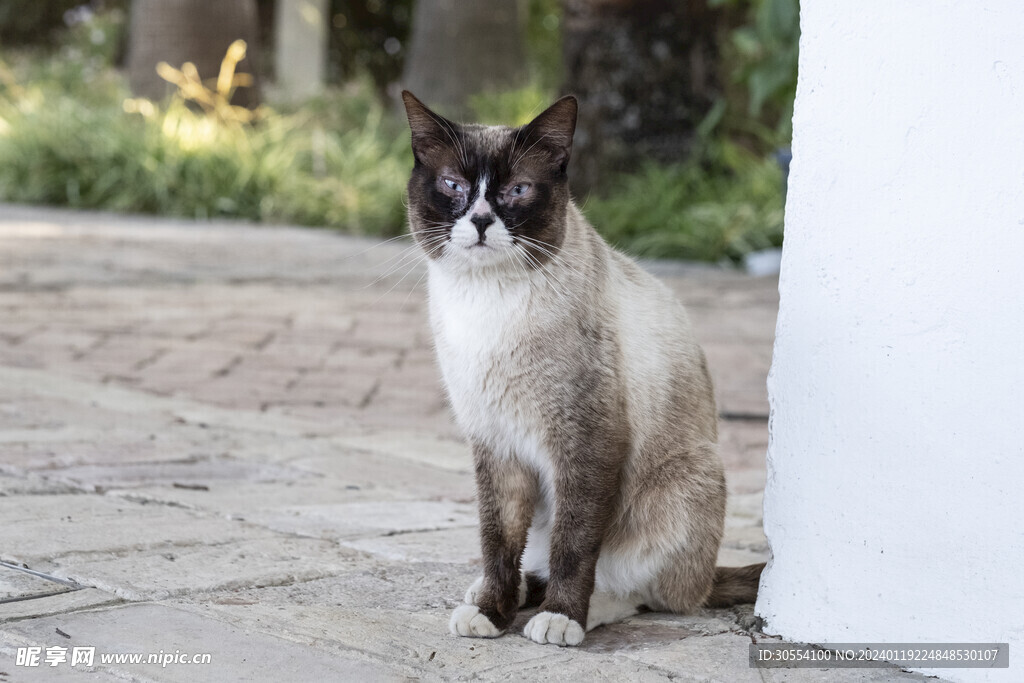 橘猫图片