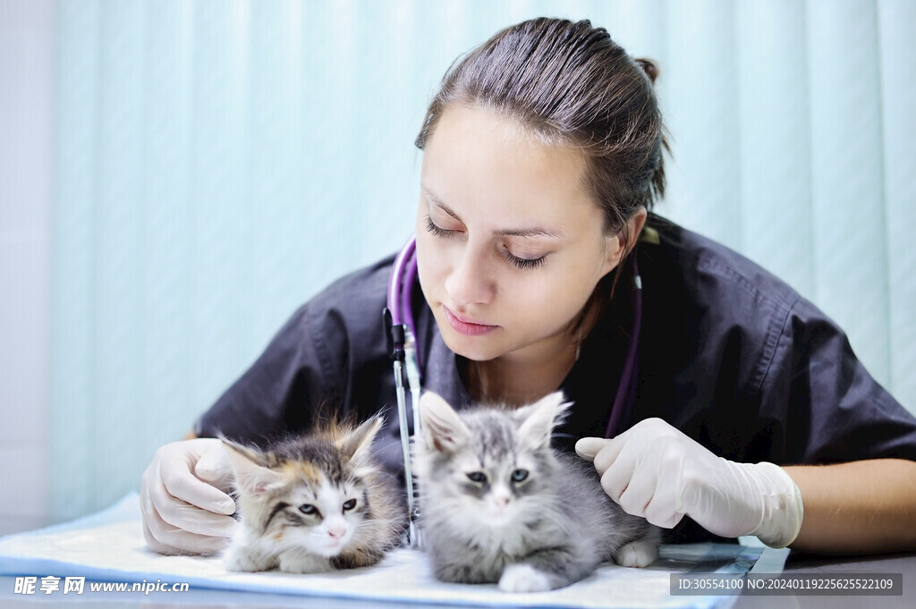 猫图片