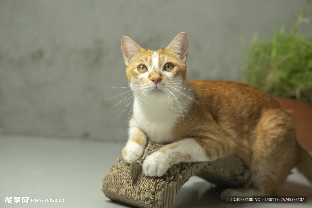 猫图片