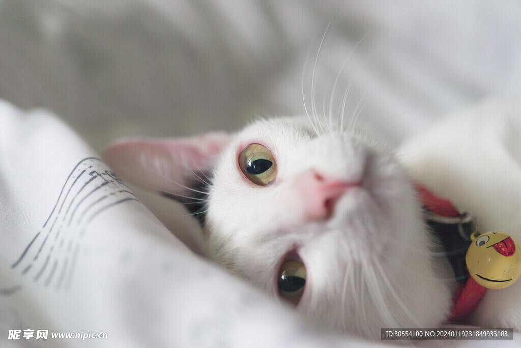 猫图片