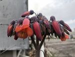棒叶落地生根