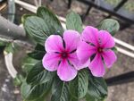 长春花