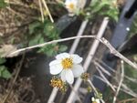 野花
