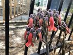 棒叶落地生根