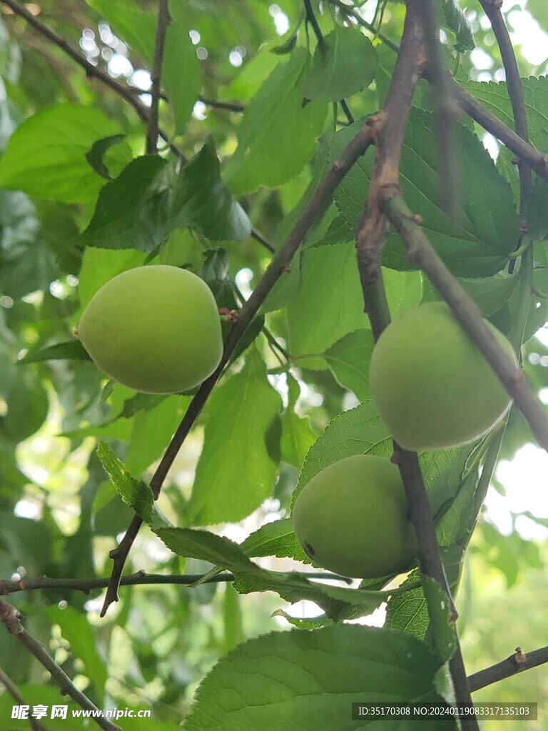 青梅 水果 鲜果 李